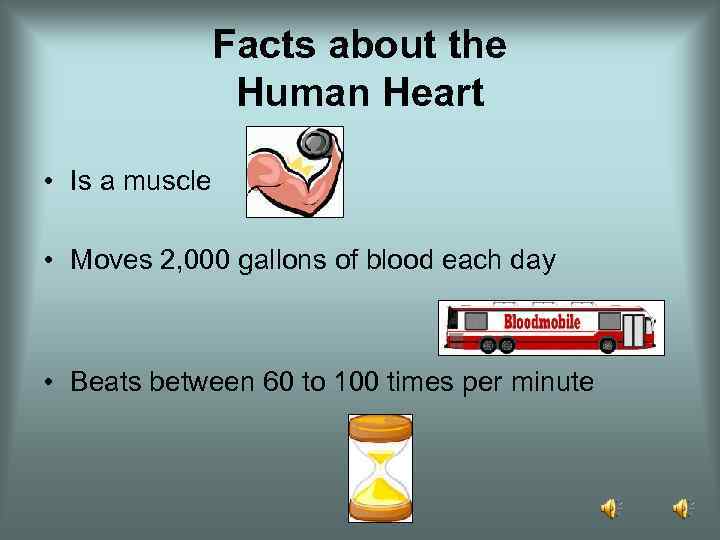 Facts about the Human Heart • Is a muscle • Moves 2, 000 gallons