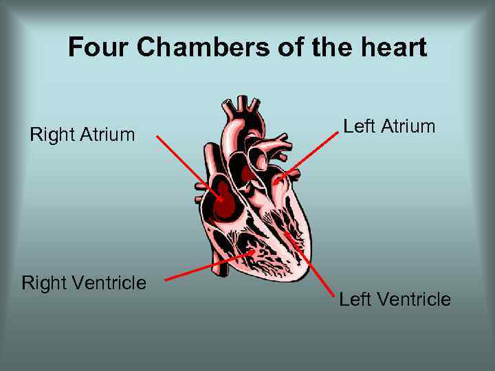 Four Chambers of the heart Right Atrium Right Ventricle Left Atrium Left Ventricle 