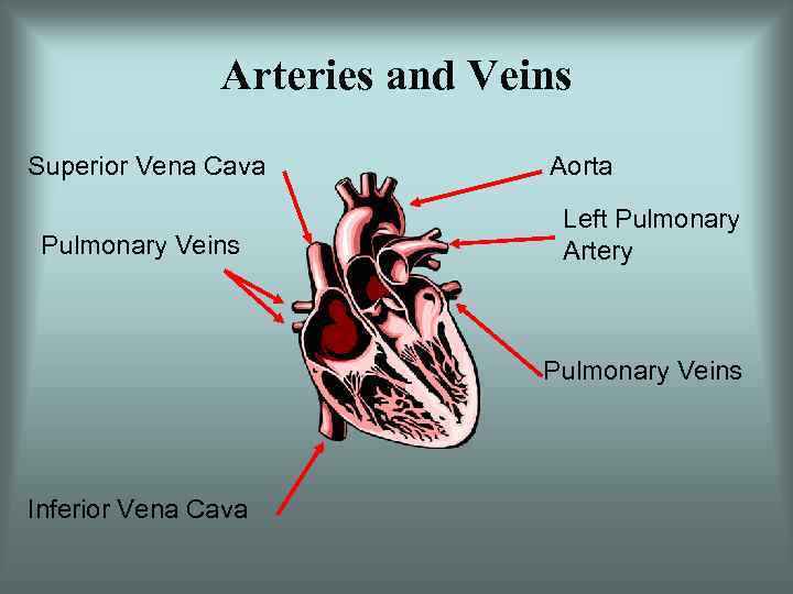 Arteries and Veins Superior Vena Cava Pulmonary Veins Aorta Left Pulmonary Artery Pulmonary Veins