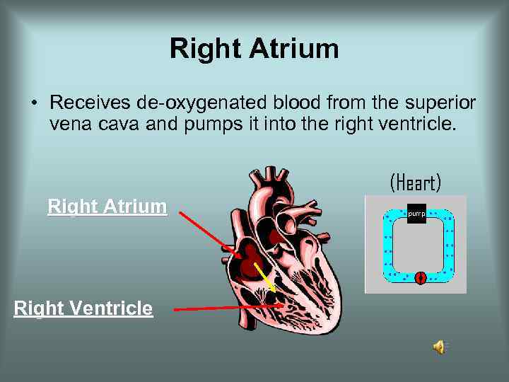 Right Atrium • Receives de-oxygenated blood from the superior vena cava and pumps it