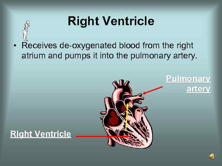 Right Ventricle • Receives de-oxygenated blood from the right atrium and pumps it into