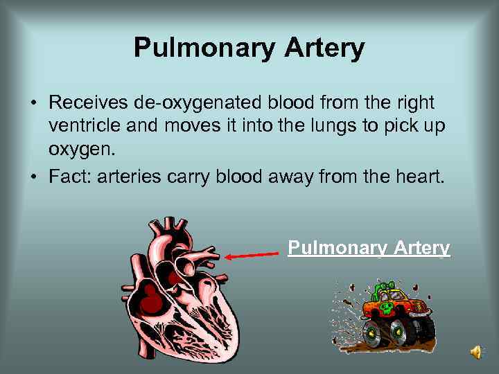 Pulmonary Artery • Receives de-oxygenated blood from the right ventricle and moves it into