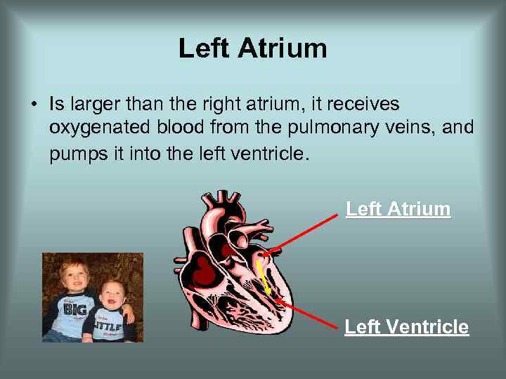 Left Atrium • Is larger than the right atrium, it receives oxygenated blood from