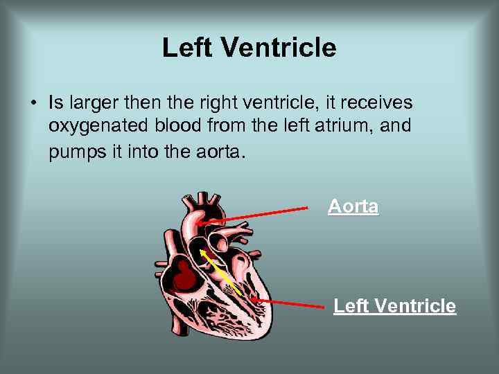 Left Ventricle • Is larger then the right ventricle, it receives oxygenated blood from