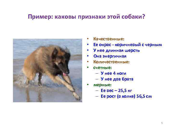 Пример: каковы признаки этой собаки? Качественные: Ее окрас - коричневый с черным У нее