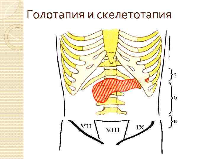 Голотапия и скелетотапия 