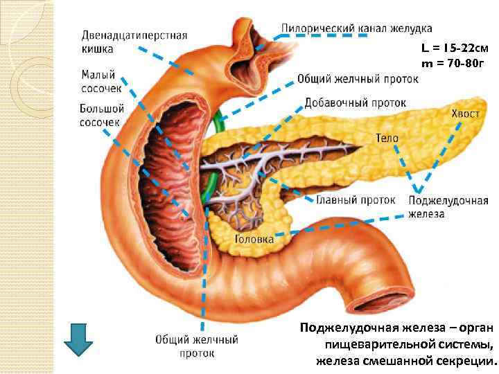 L = 15 -22 см m = 70 -80 г Поджелудочная железа – орган