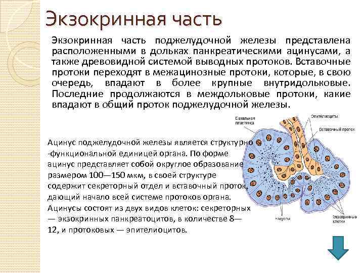 Экзокринная часть поджелудочной железы представлена расположенными в дольках панкреатическими ацинусами, а также древовидной системой