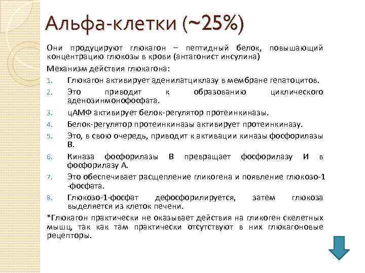Альфа-клетки (~25%) Они продуцируют глюкагон – пептидный белок, повышающий концентрацию глюкозы в крови (антагонист