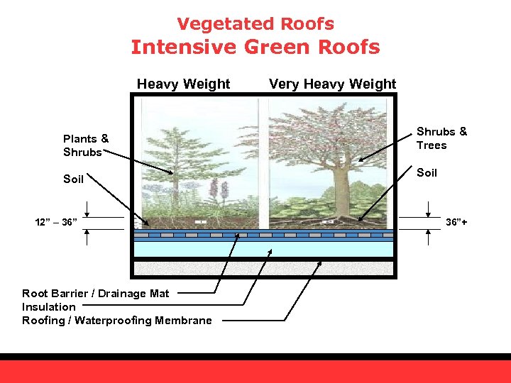 Vegetated Roofs Intensive Green Roofs Heavy Weight Plants & Shrubs Soil 12” – 36”