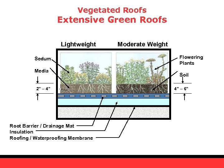 Vegetated Roofs Extensive Green Roofs Lightweight Sedum Media 2” – 4” Root Barrier /