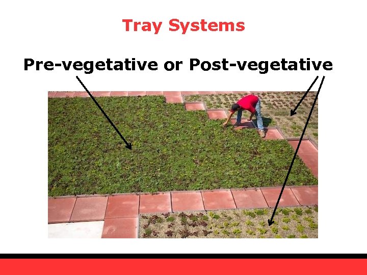 Tray Systems Pre-vegetative or Post-vegetative 