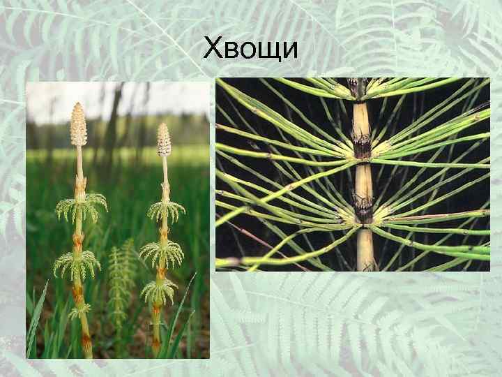 Хвощи 
