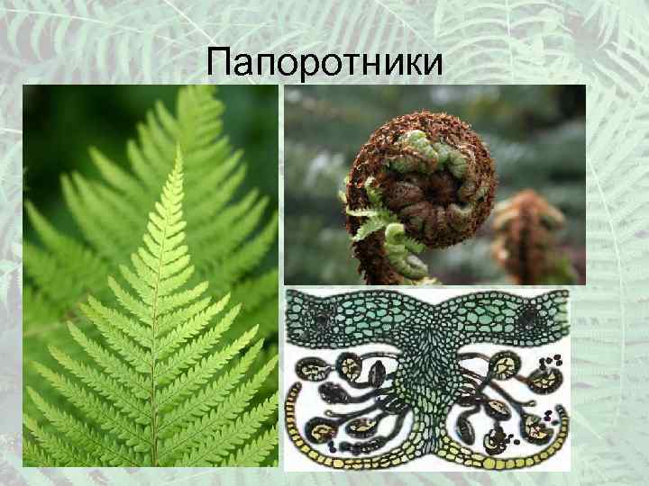 Папоротники 