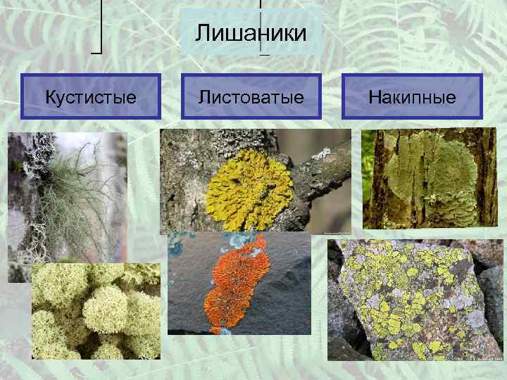 Лишаники Кустистые Листоватые Накипные 