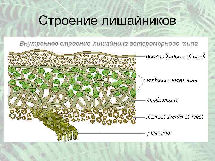 Строение лишайников 