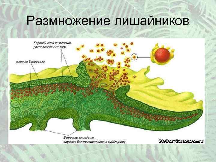 Размножение лишайников 