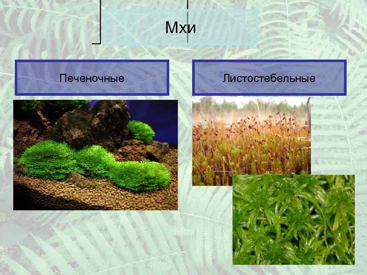 Мхи Печеночные Листостебельные 