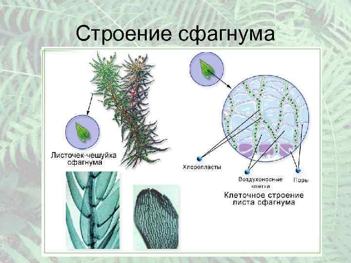 Строение сфагнума 