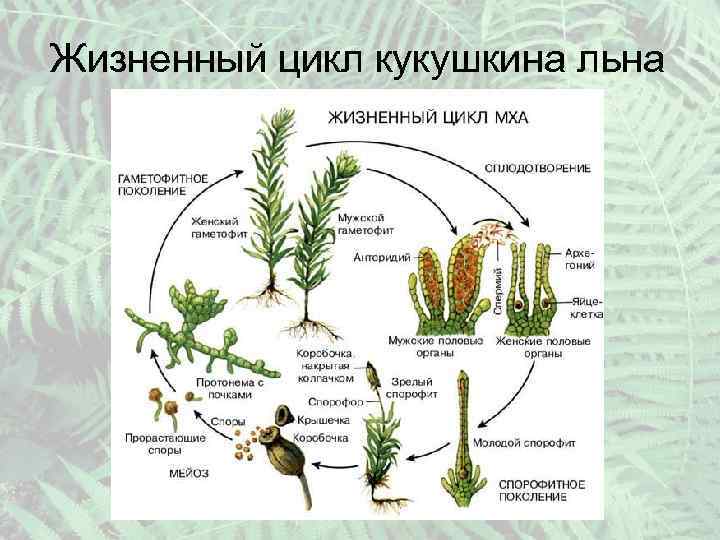 Жизненный цикл кукушкина льна 