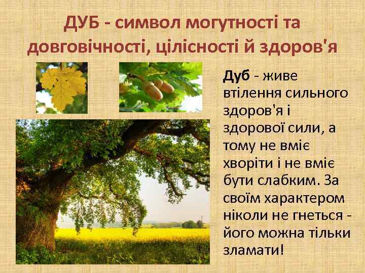 ДУБ - символ могутності та довговічності, цілісності й здоров'я Дуб - живе втілення сильного