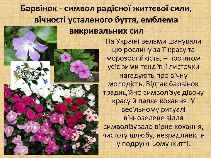 Барвінок - символ радісної життєвої сили, вічності усталеного буття, емблема викривальних сил На Україні