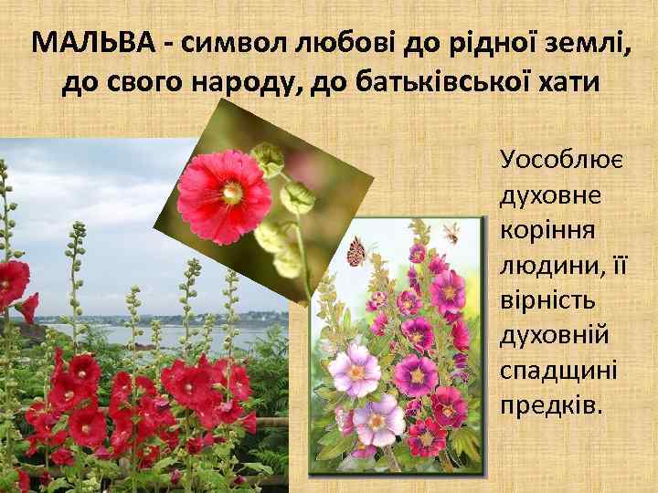 МАЛЬВА - символ любові до рідної землі, до свого народу, до батьківської хати Уособлює