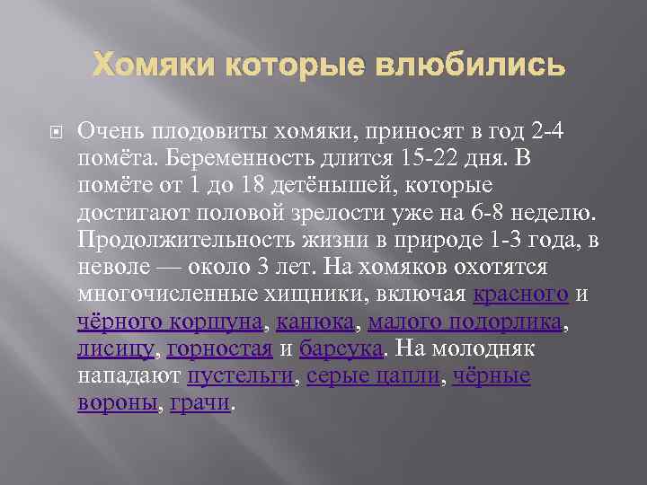 Хомяки которые влюбились Очень плодовиты хомяки, приносят в год 2 -4 помёта. Беременность длится