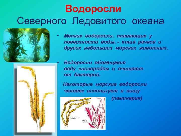  Водоросли Северного Ледовитого океана • Мелкие водоросли, плавающие у поверхности воды, - пища