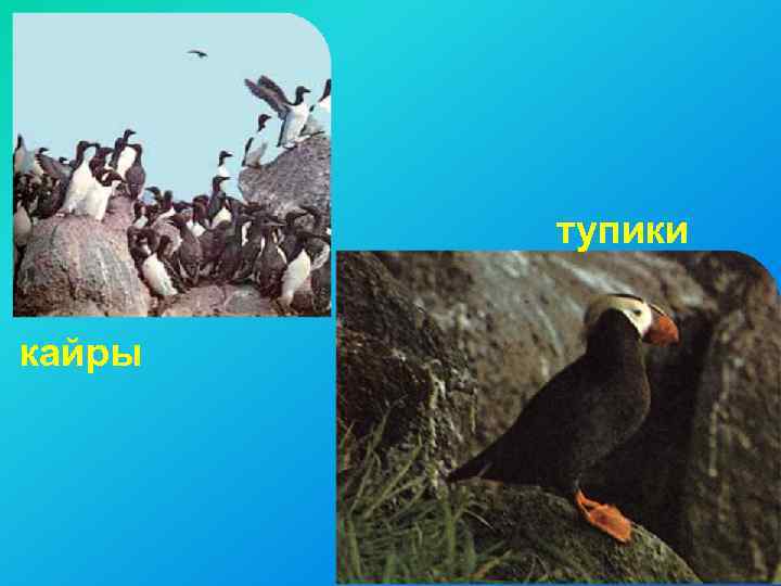 тупики кайры 