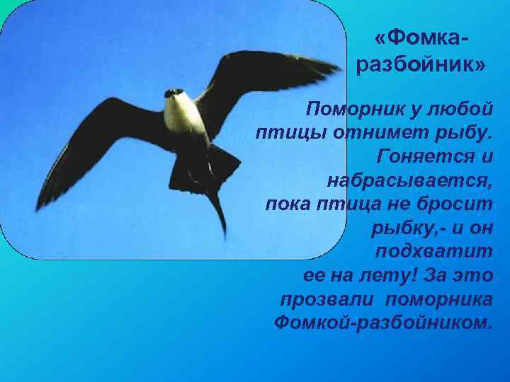  «Фомкаразбойник» Поморник у любой птицы отнимет рыбу. Гоняется и набрасывается, пока птица не