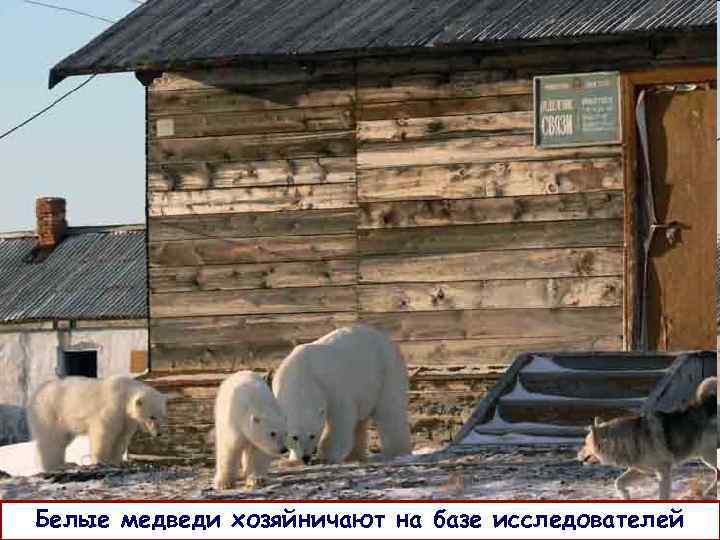 Белые медведи хозяйничают на базе исследователей 