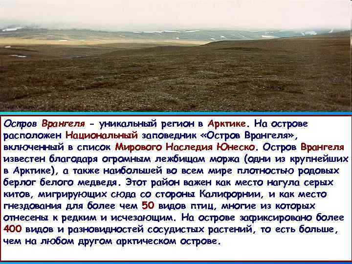 Остров Врангеля - уникальный регион в Арктике. На острове расположен Национальный заповедник «Остров Врангеля»