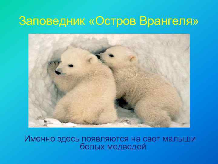 Заповедник «Остров Врангеля» Именно здесь появляются на свет малыши белых медведей 