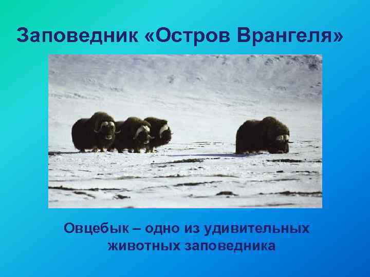 Заповедник «Остров Врангеля» Овцебык – одно из удивительных животных заповедника 