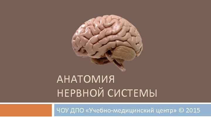 АНАТОМИЯ НЕРВНОЙ СИСТЕМЫ ЧОУ ДПО «Учебно-медицинский центр» © 2015 