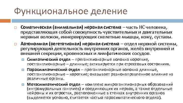 Функциональное деление Соматическая (анимальная) нервная система – часть НС человека, представляющая собой совокупность чувствительных