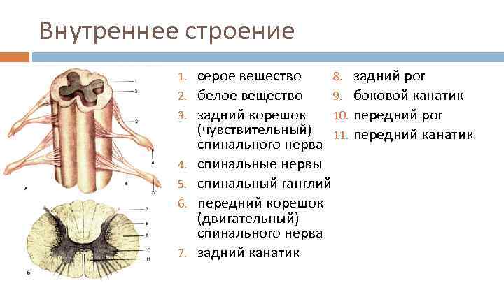 Серое вещество ткань. Внутреннее строение спинного мозга серое вещество. Строение спинного мозга сбоку. Что такое задние канатики в строении спинного мозга. Строение спинного мозга задний Рог серого вещества.