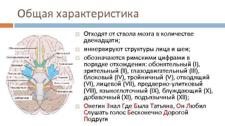 Общая характеристика Отходят от ствола мозга в количестве двенадцати; иннервируют структуры лица и шеи;