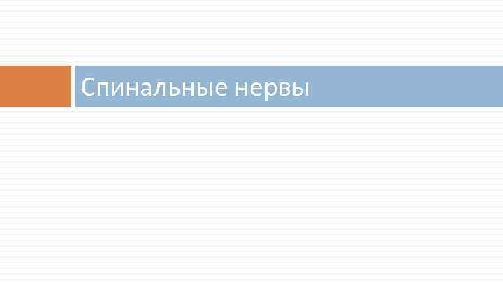 Спинальные нервы 