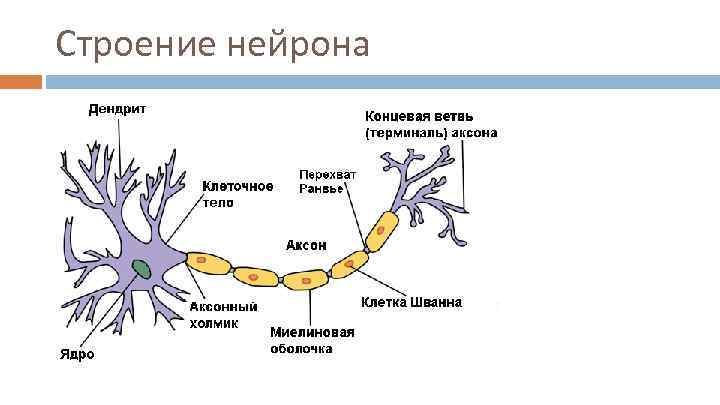 Строение нейрона 