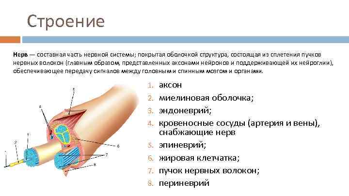 Строение Нерв — составная часть нервной системы; покрытая оболочкой структура, состоящая из сплетения пучков