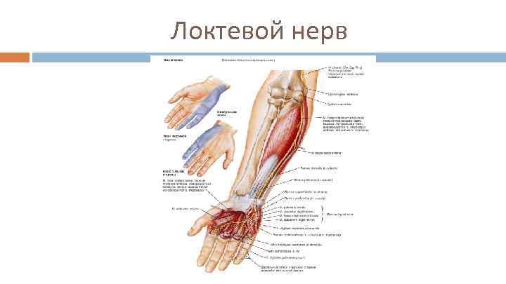 Локтевой нерв 