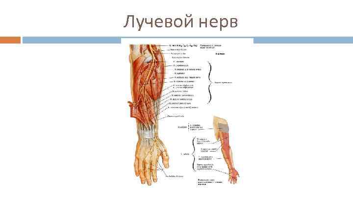 Лучевой нерв 
