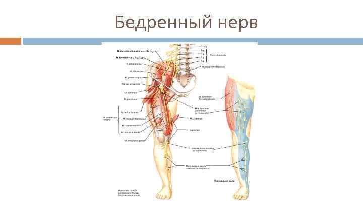 Бедренный нерв 