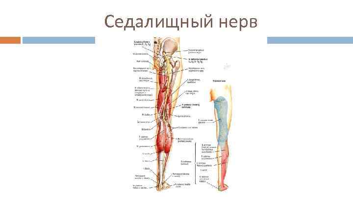 Седалищный нерв 