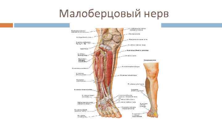 Малоберцовый нерв 