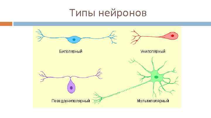 Типы нейронов 