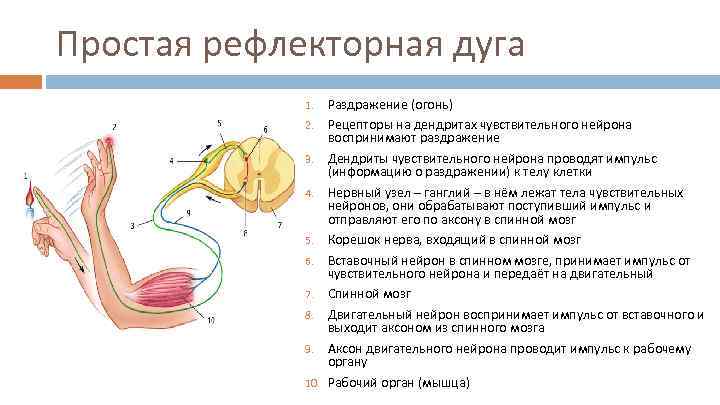 Простая рефлекторная дуга 1. 2. 3. 4. 5. 6. 7. 8. 9. 10. Раздражение