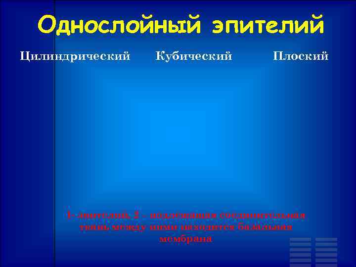 Однослойный эпителий Цилиндрический Кубический Плоский 1 - эпителий, 2 – подлежащая соединительная ткань между